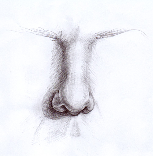 kresba nos