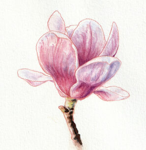 málková - květ magnolie