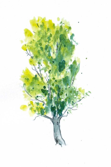akvarelový strom