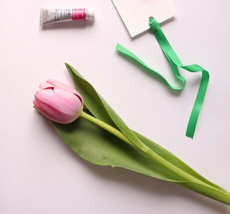 tulipan