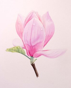 akvarelová malba magnolie