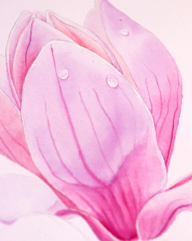 magnolie - detail