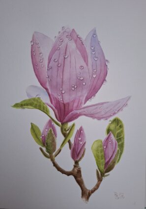 magnolie